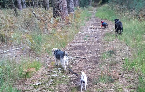 chiens dans une forêt se baladent