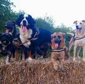 bouvier bernois, berger allemand, croisé, yorkshire, education canine, cours collectifs, balades educatives, chiots, chiens, eduka'chien, comportement, aurélie frérou - Copie