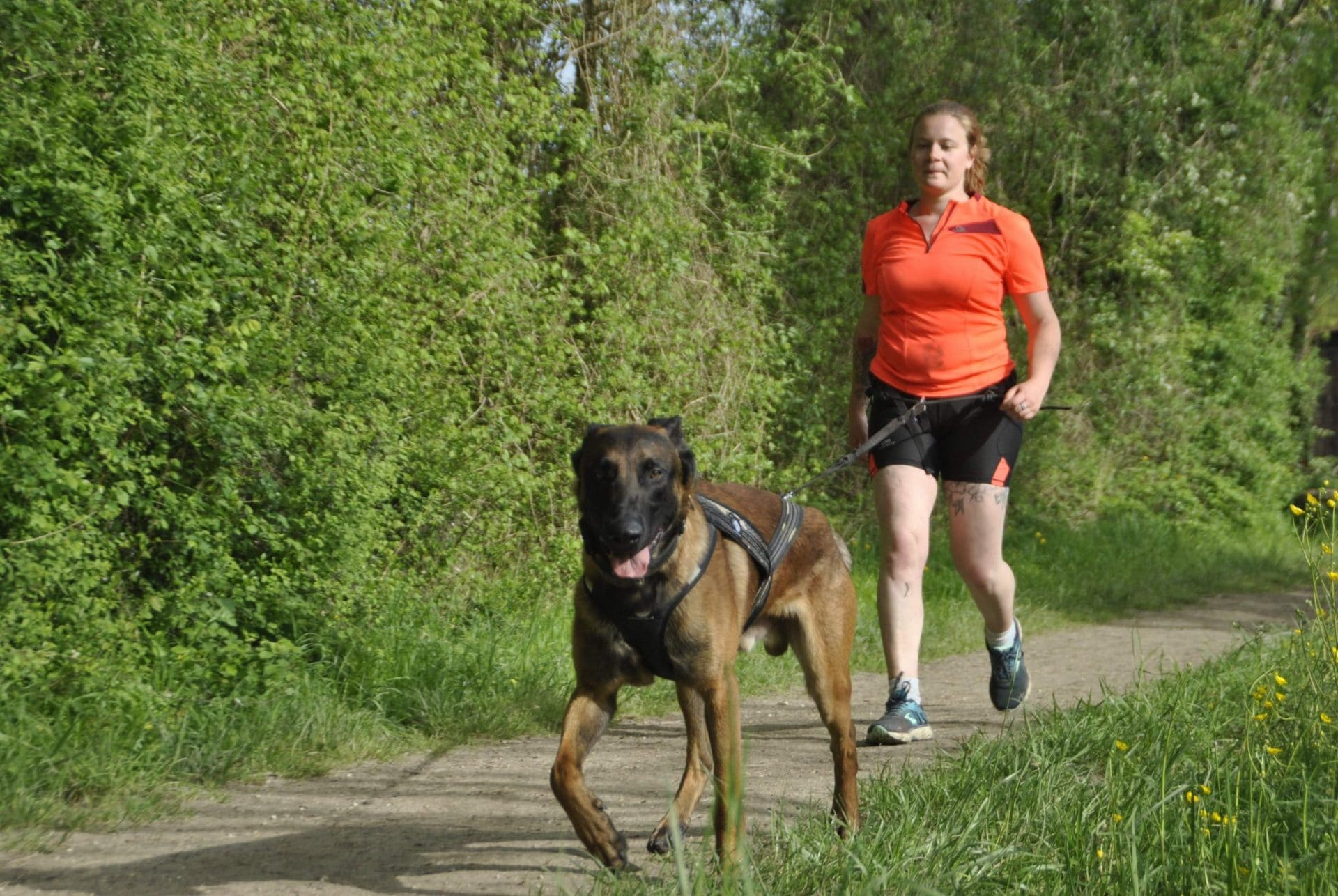 femme cani marche avec chien type malinois de face harnais ligne de trait harnais verdure