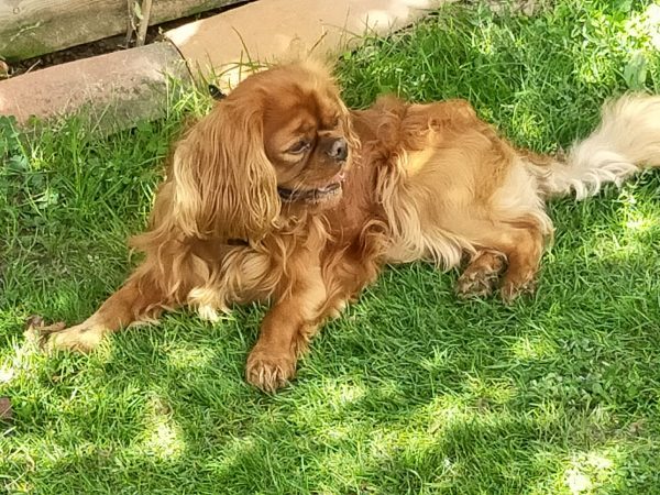 chien type Cavalier King Charles de couleur fauve couché sur l'here vue de profil