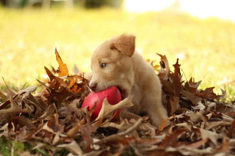 edukachien, aurélie frérou, education canine, comportementalisme canin a domicile, 44.49.85.53;jouet chiot chiot balle dans herbe edukachien, aurélie frérou, education canine, comportementalisme canin a domicile, 44.49.85.53;jouet chiot