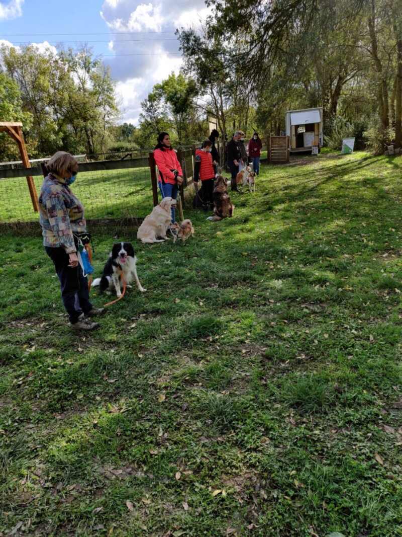 edukachien, aurélie frerou, education canine et comportementalisme canin a domicile, cours collectifs 1 edukachien, aurélie frerou, education canine et comportementalisme canin a domicile, cours collectifs 1