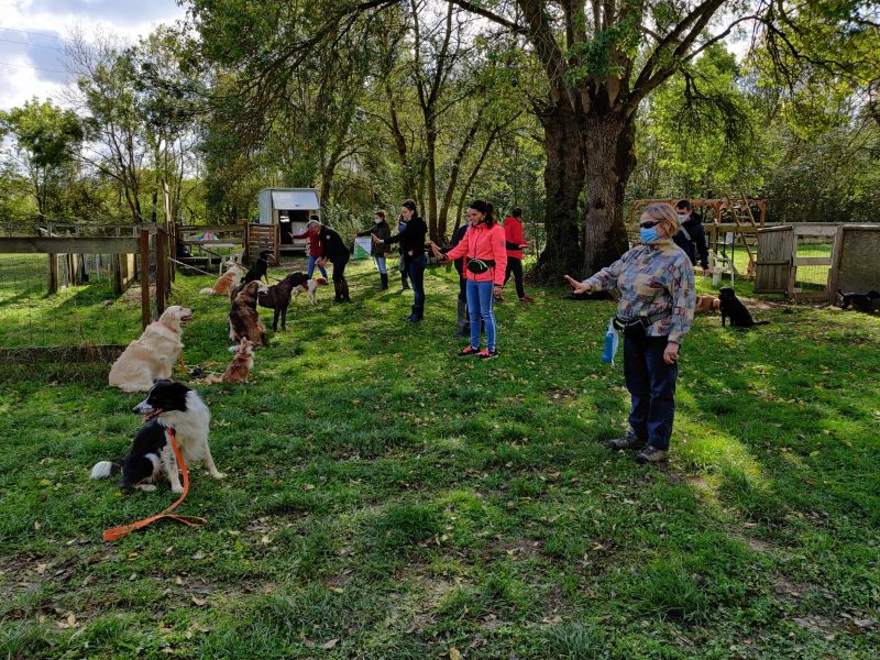 edukachien, aurélie frerou, education canine et comportementalisme canin a domicile, cours collectifs3