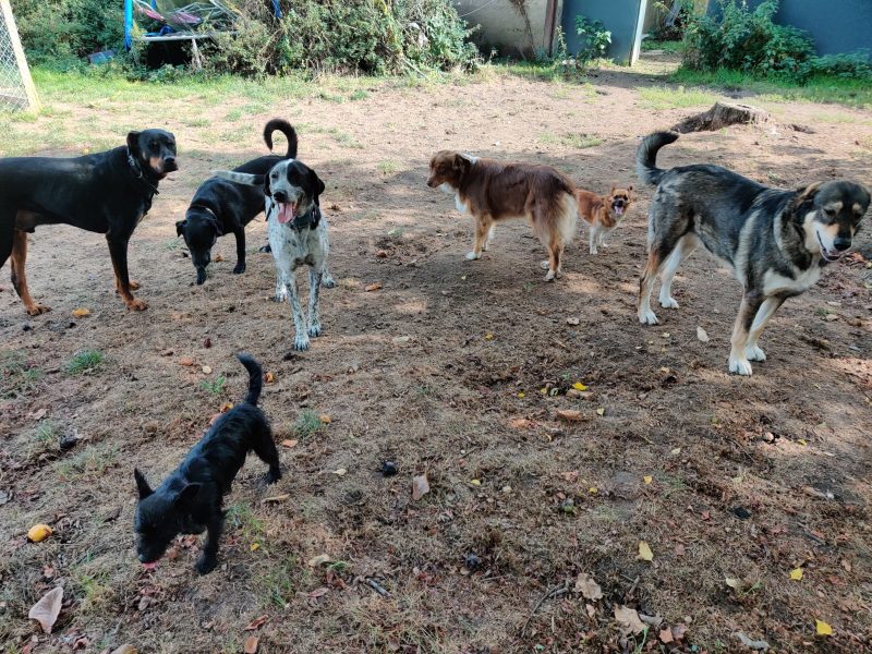 edukachien, aurélie frerou, education canine et comportementalisme canin a domicile,reeducation par la meute 1