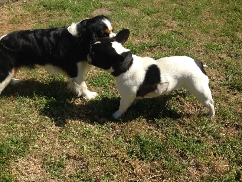 edukachien, aurélie frerou, education canine et comportementalisme canin a domicile,socialisation rencontres chien Cavalier Kig Charkes et bulldog français edukachien, aurélie frerou, education canine et comportementalisme canin a domicile,socialisation
