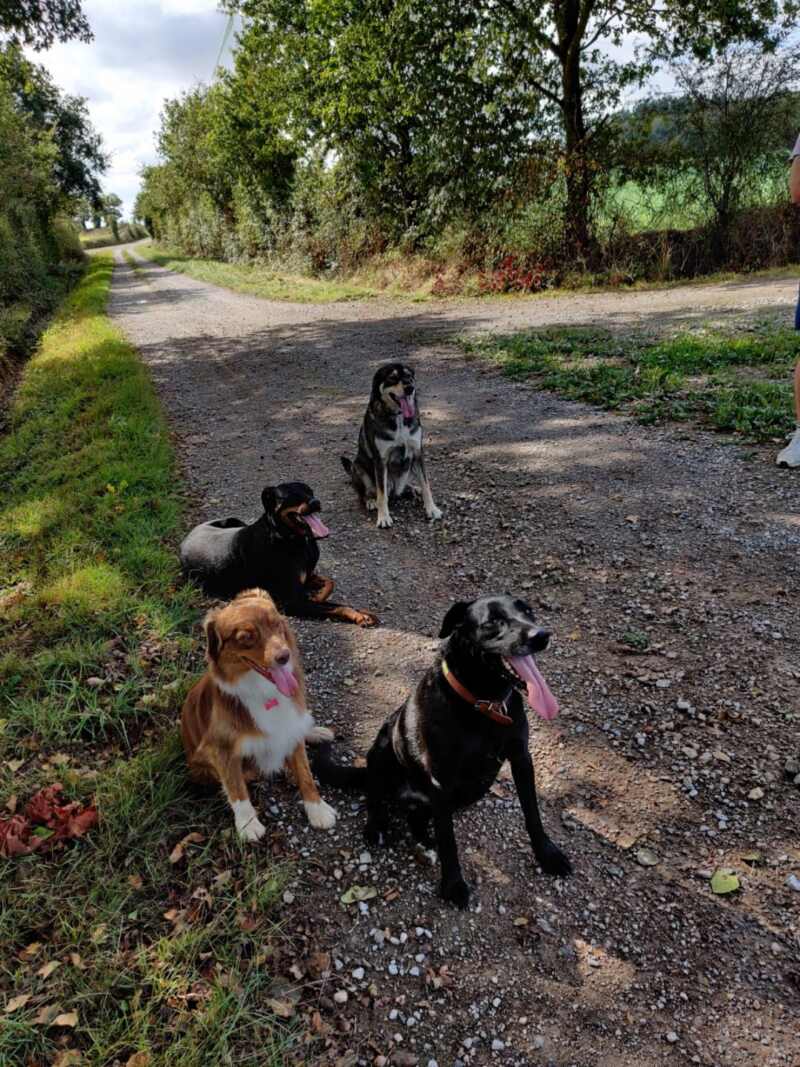 edukachien, aurélie frerou, education canine et comportementalisme canin a domicile,socialisation2 edukachien, aurélie frerou, education canine et comportementalisme canin a domicile,socialisation