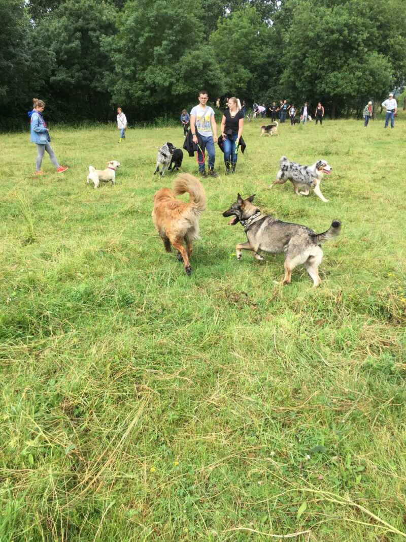 balade éducative canine en groupe edukachien, aurélie frerou, education canine et comportementalisme canin a domicile,stage theoric et pratique gestion rencontres canines