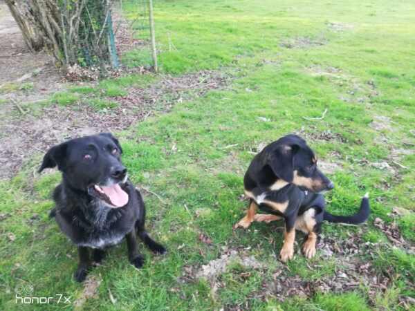 fidji et fabiennne temoignage, aurelie frérou, eduka'chien, education canine a domicile, cours collectifs, beauceron, labrador,comportement,