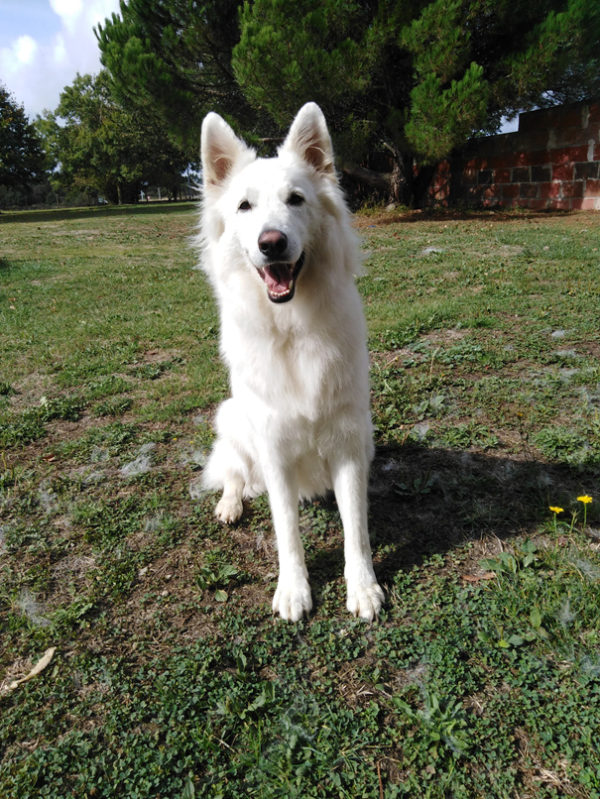 chien type berger blanc suisse de face oreilles dressées et gueule ouvert jardin et arbres