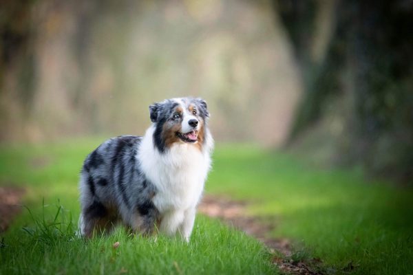 natcho, berger australien, education canine, domicile, balade educative, ecole du chiot, cours collectifs, comportement, edukachien, aurelie frérou, ancenis