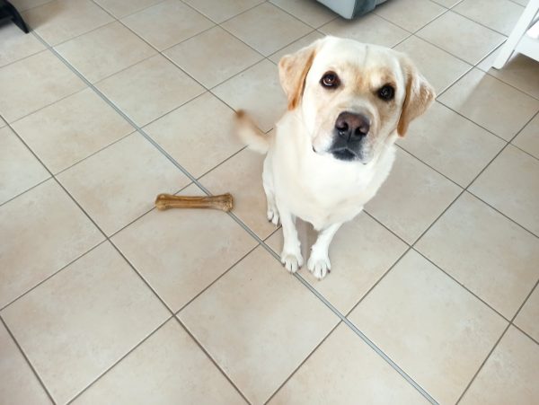 nouki labrador et jessica, education canine, comportement, balade educative, edukachien, aurelie frérou, cours collectifs,